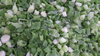 100% Natural Frozen Spring Onion Dice Wholesale From China