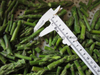 Grade A Frozen Asparagus Tips And Cuts with BRC Certification