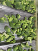 BRC Certification Frozen Broccoli Floret Rich in Nutrients Non-GMO