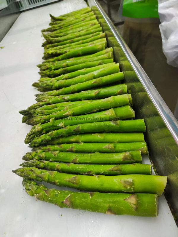  Non-GMO Frozen Green Asparagus 17cm 16-22mm with BRC Certificate