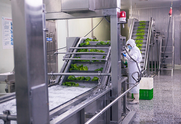 frozen vegetable Cutting to strips