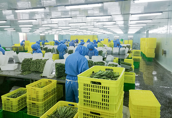 frozen vegetable Rough Production