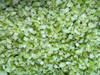 100% Nature Frozen Celery Diced Grade A