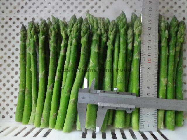 Frozen Green Asparagus-spring Crop with Good Quality And Best Price