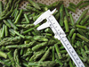 Grade A Frozen Asparagus Tips And Cuts with BRC Certification